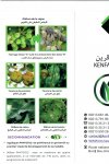 KENFA GREEN