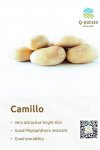 Q-Potato