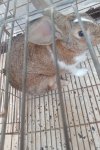 VENTE LAPIN ET BATTERIES AMINE