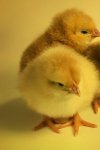 ŒUFS ET POUSSINS POULES D'ORNEMENT 