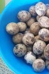 VENTE ŒUFS ET POUSSINS CAILLES 