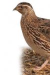 VENTE POUSSINS CAILLES BERROUAGHIA