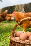ŒUFS FÉCONDES ET POULES D'ORNEMENT ISSER