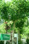 LE COMPTOIR ALGERIEN EN AGRICULTURE GENERALE BIO