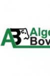 ALGERIAN BOVINES