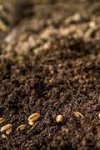 SAADANE SEMENCES ET PRODUITS PHYTO