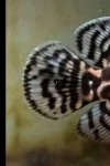 بيع احواض الاسماك 