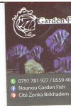 Nounou garden Fish