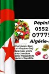 زراعة و إنتاج الخوخ في الجزائر 