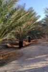 Vente terrain agricole sup 28 hectares à Biskra el Ghrous Référence : 185