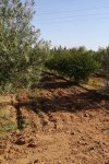 Vente terrain sup 20 hectares à Djelfa Aïn Oussara Référence : 163