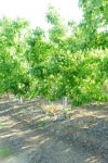 vente terrain agricole sup 25 hectares à Aïn Defla Khemis Miliana Référence : 174 