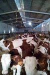 SARL MITIDJA BOVINE 