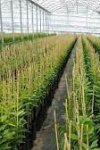 PÉPINIÈRES DES ARBRES OUARGLA