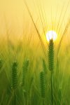 agriculteur dz