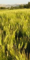 Agricole 