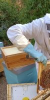 APICULTURE ALLAM TAYYEB