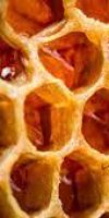 APICULTURE 	ALLAM KARIM