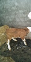 ELEVAGE BOVIN MOULOUDJ EP BELKACEM OUERDIA
