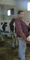 ELEVAGE BOVIN HOCINE MASSINISSA