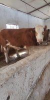 ELEVAGE BOVINS KHEDACHE KHALED