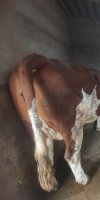 	ELEVAGE BOVINS HAMOUNI MALIKA