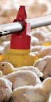 AVICULTURE BARECHE BRAHIM