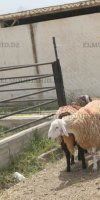 ELEVAGE OVINS BOUKHARI BELAID