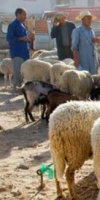 ELEVAGE OVINS OULITSEN BOUALEM