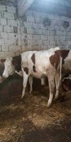 ELEVAGE BOVINS 	HAMRAOUI MOURAD