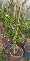 PIPINIERE LACHI RACHID