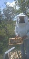 APICULTURE 	GHENDOUS AMMAR
