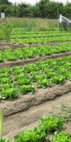 	production de fruits et légumes