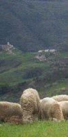 ELEVAGE OVINS MEZAIR FARID