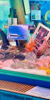 poissonnerie ambulante BENADLI LARBI