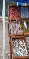 vente poissons KOURI WALID