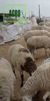 ELEVAGE OVINS BEDOUI RABAH