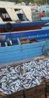 marchand ambulant de poissons MAZARI KAMEL