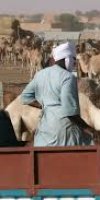 	élevage des chameaux 	TOUDJI LAHCEN
