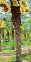 صماد محمد  استصلاح فلاحي