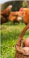  aviculture SERSAL TORKIA