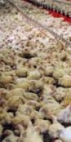 aviculture BOULEGHMAME SAADIA