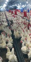 MAABED ATTAHIR  aviculture
