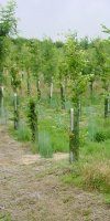 mise en valeur de terre agricole HADJ AHMED SARRA FAIROUZ