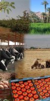 mise en valeur de terre agricole REGGANI AICHA