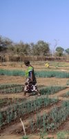 mise en valeur de terre agricole BABA FATMA