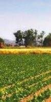 mise en valeure de terre agriculture KHIDAOUI OMAR