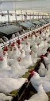 élevage  aviculture SAADOUN KHEIRA
