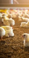 aviculture BAOUCHE ZOHRA