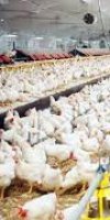élevage aviculture